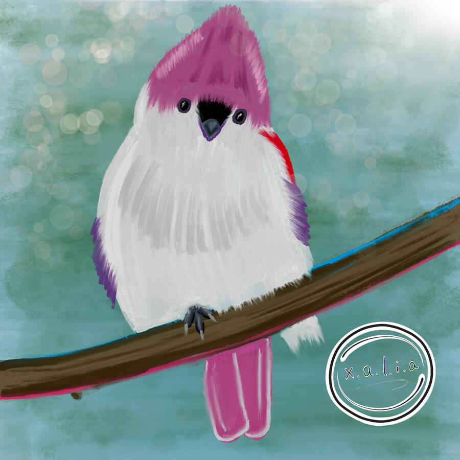 Pink Tufted Titmouse